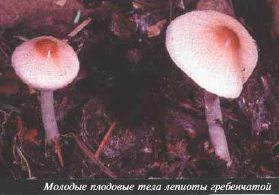 Лепиота гребенчатая