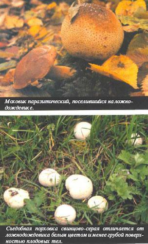 Ложнодождевик обыкновенный лимонно-жёлтый